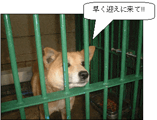 迷い犬が1匹保護されていました