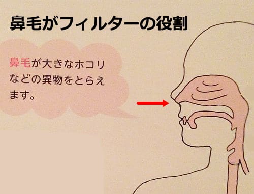 鼻毛の重要な役割
