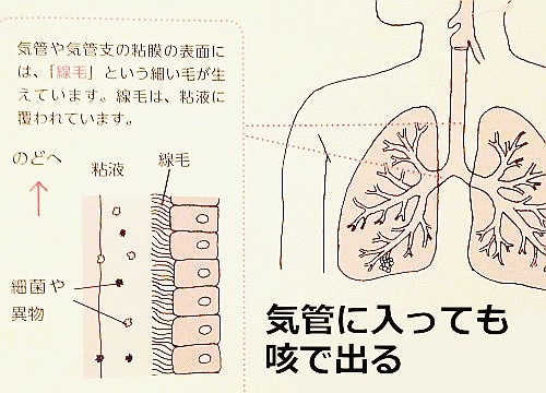 気管支と気管には粘液に覆われた綿毛がある