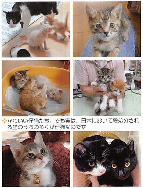 かわいい仔猫たち。でも実は日本において殺処分される猫のうち多くが仔猫なのです