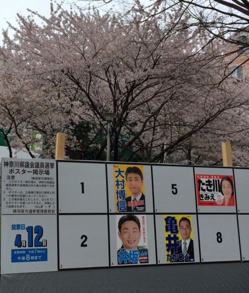 満開の桜の下の選挙ポスター掲示板