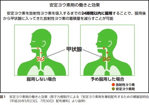 24時間以内に安定ヨウ素剤を服用すると内部被曝を一定程度防ぐことができます