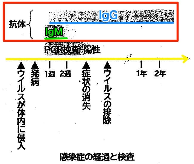 抗体（IgGとIgMの関係）について