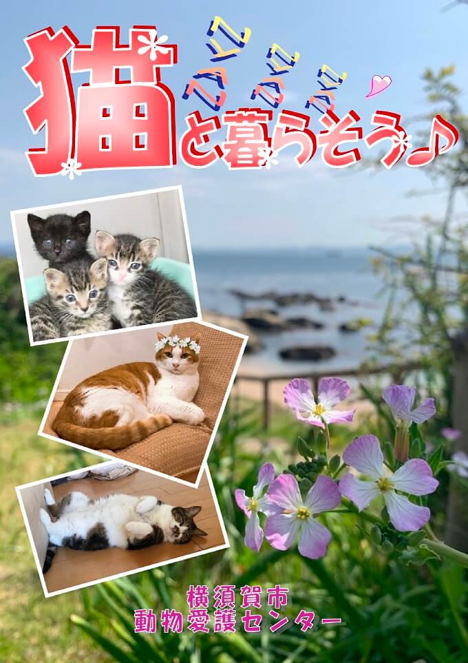 横須賀市動物愛護センター・パンフレット「猫と暮らそう」