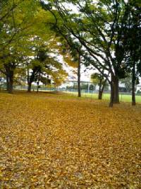 球場を広げる用地は落ち葉が美しい場所でした