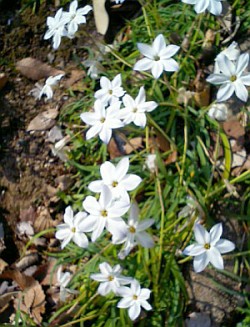 横須賀中央公園の足元に咲く白い花